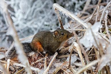 系列制作人铃木裕：目前没有《莎木4》的具体计划